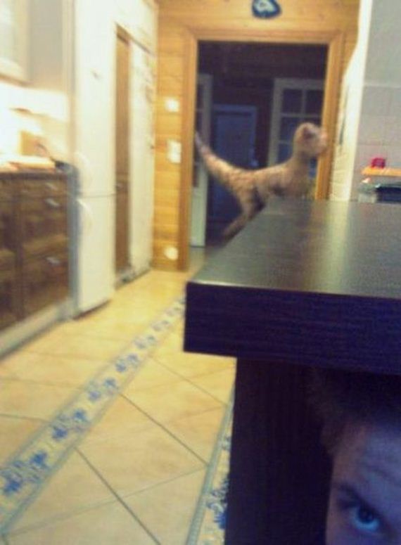 funny-pictures-435