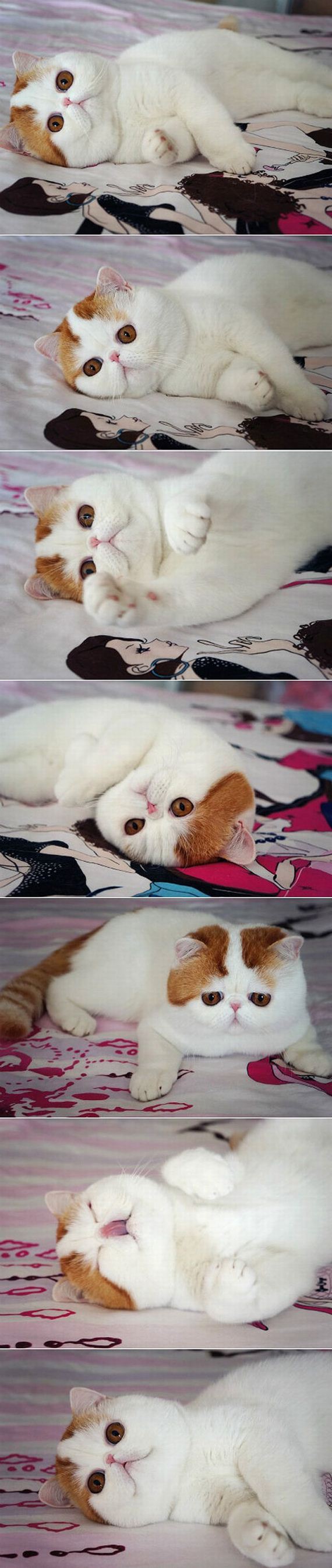 funny-pictures-435
