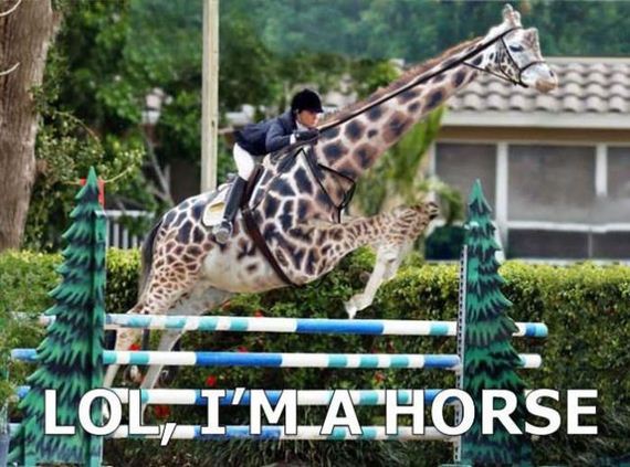 funny-pictures-435