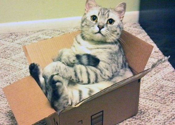 funny-pictures-435