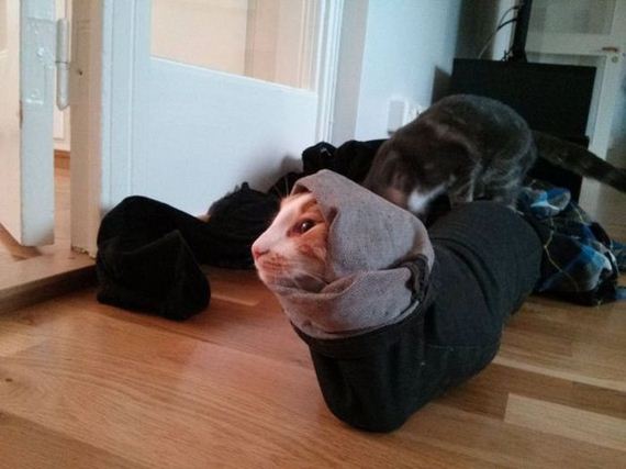 funny-pictures-435