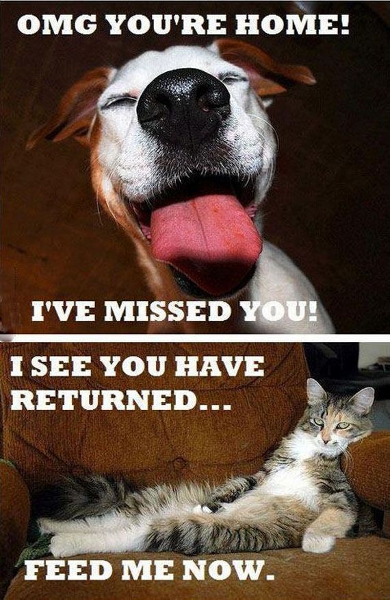 funny-pictures-435