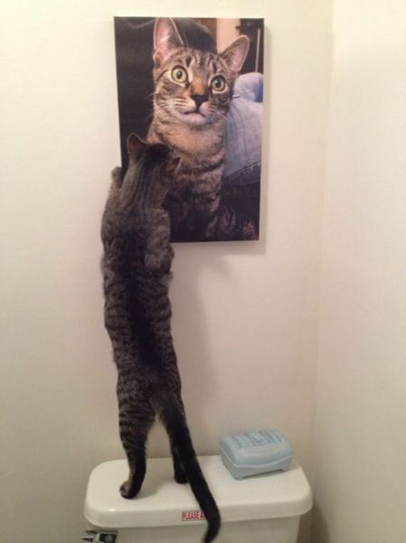 funny-pictures-436