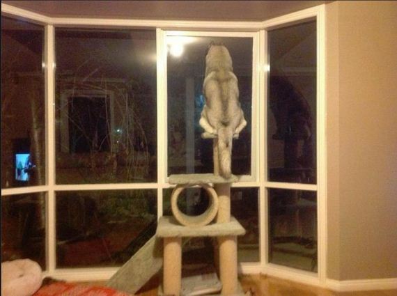 funny-pictures-437