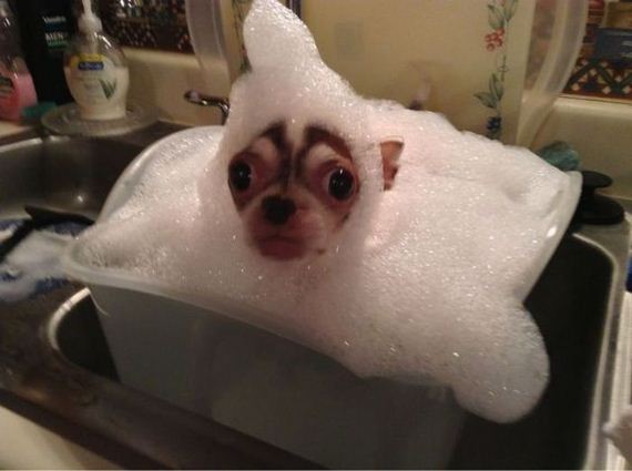 funny-pictures-437
