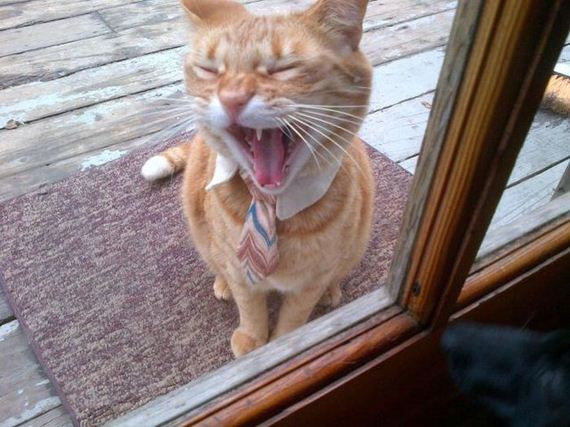 funny-pictures-437