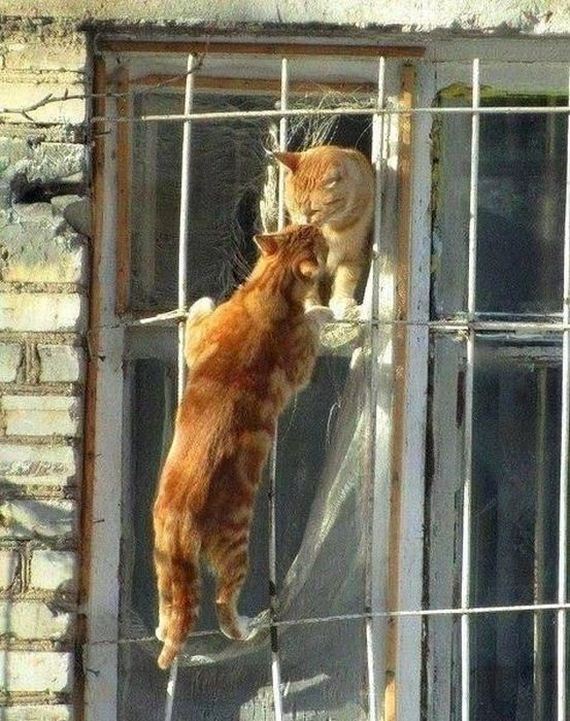 funny-pictures-437