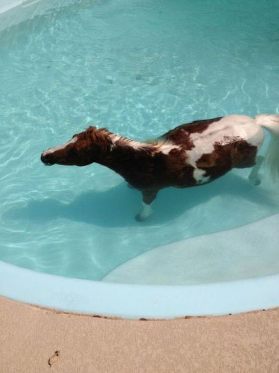 funny-pictures-438