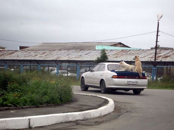 funny-pictures-438