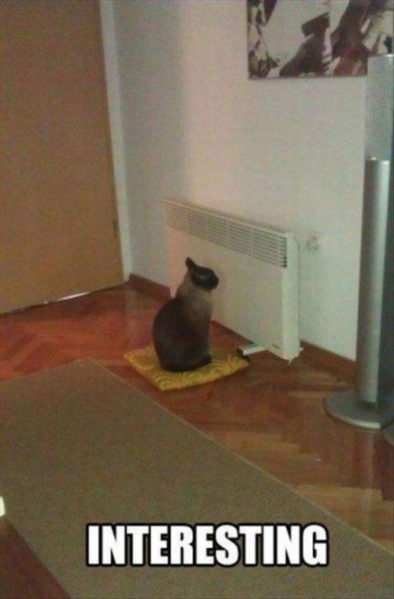 funny-pictures-440