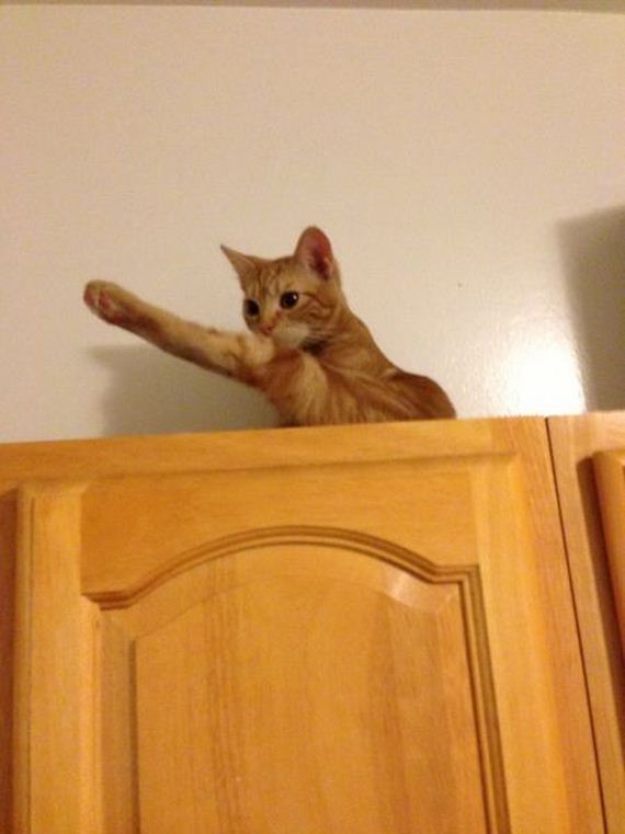 funny-pictures-440