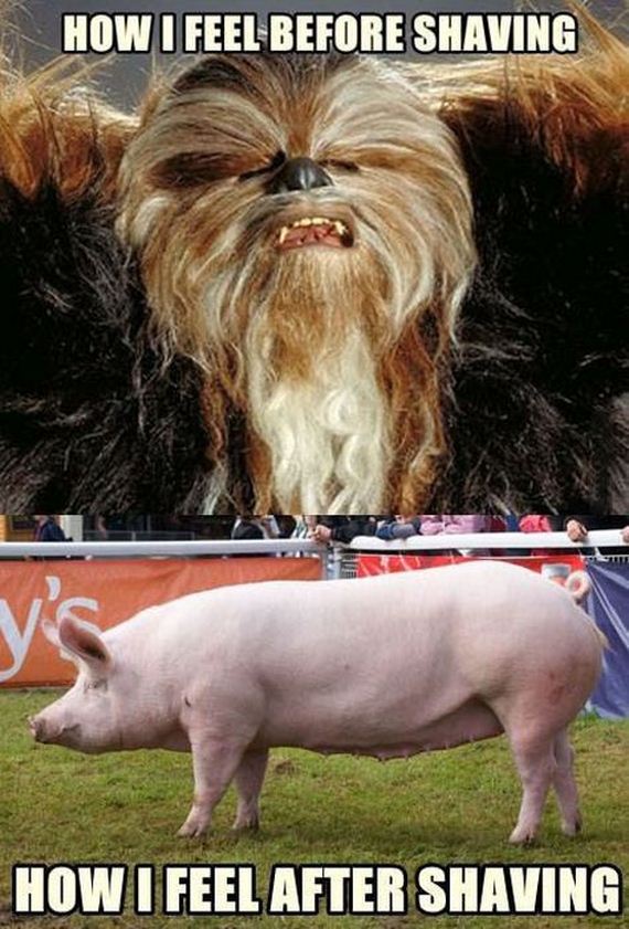 funny-pictures-440