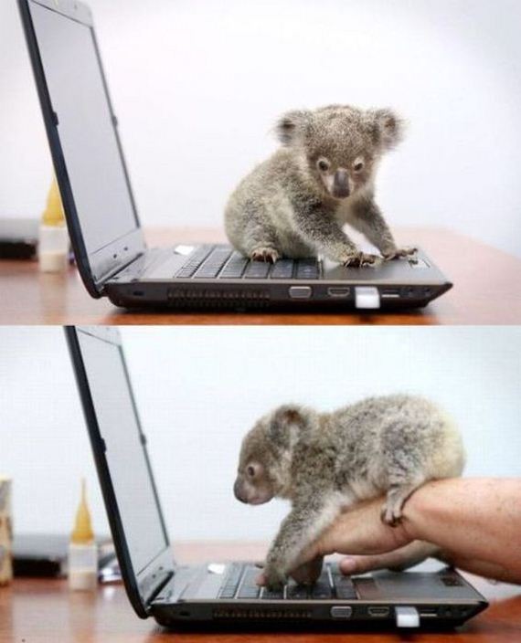 funny-pictures-440