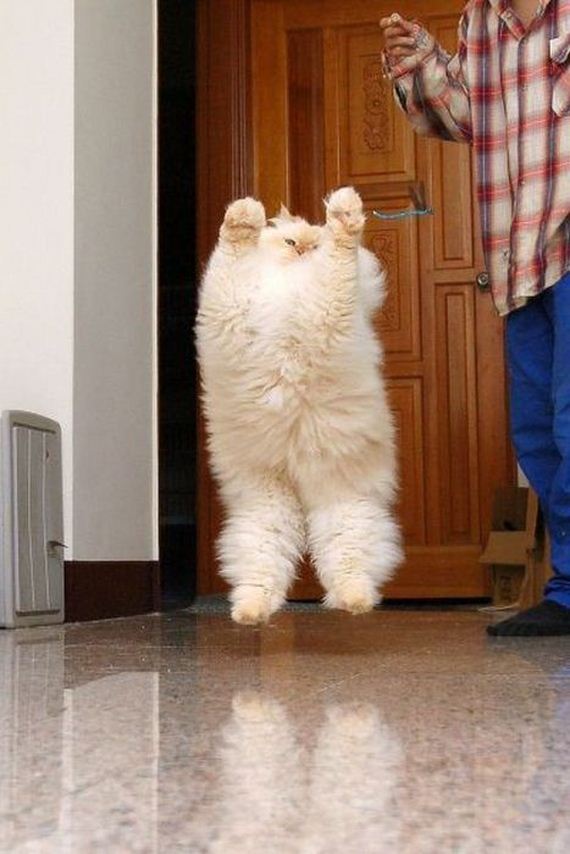 funny-pictures-440
