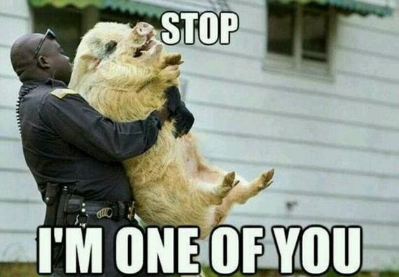 funny-pictures-441