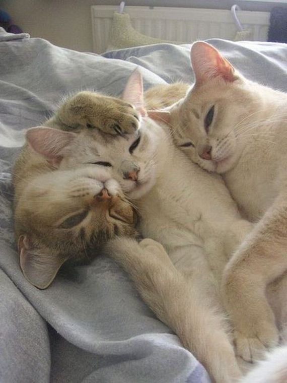 funny-pictures-441