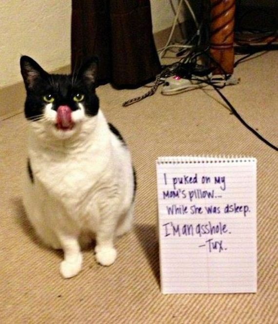 funny-pictures-441
