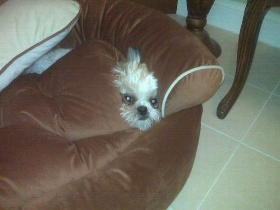 funny-pictures-441
