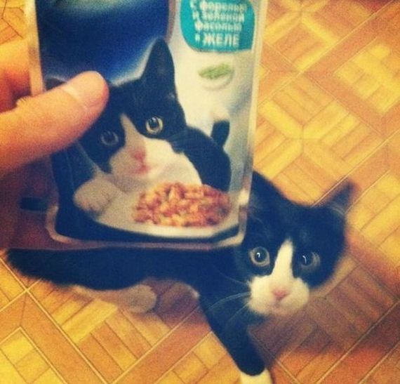 funny-pictures-442