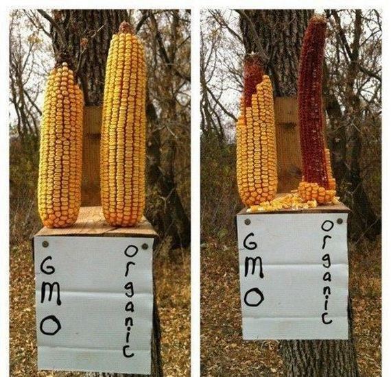 funny-pictures-442