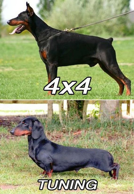 funny-pictures-442