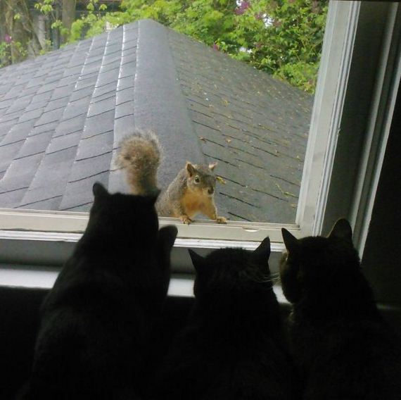 funny-pictures-442