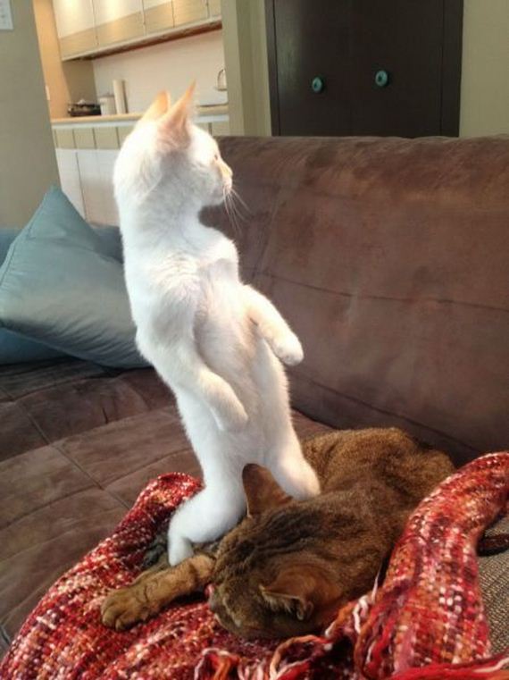 funny-pictures-442
