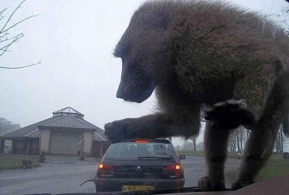 funny-pictures-443