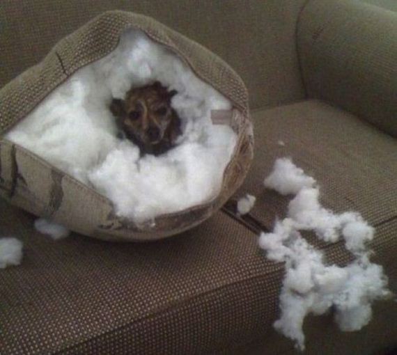 funny-pictures-444