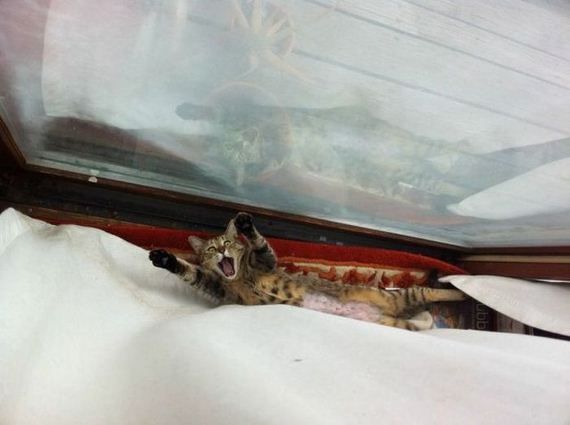 funny-pictures-444