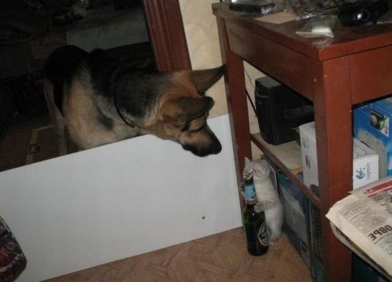 funny-pictures-446