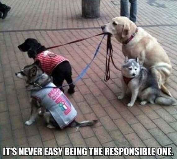 funny-pictures-446