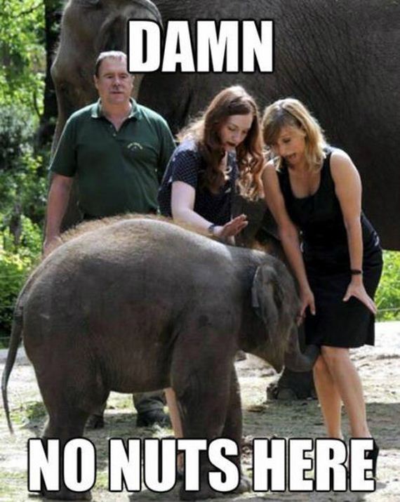 funny-pictures-447