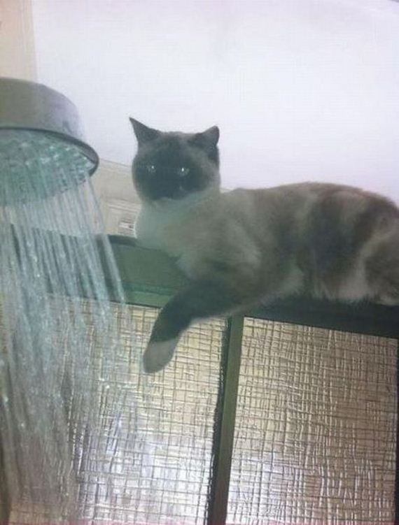 funny-pictures-447