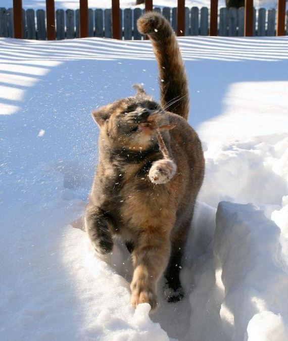 funny-pictures-453
