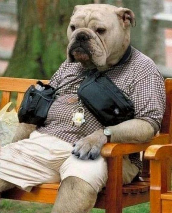 funny-pictures-453