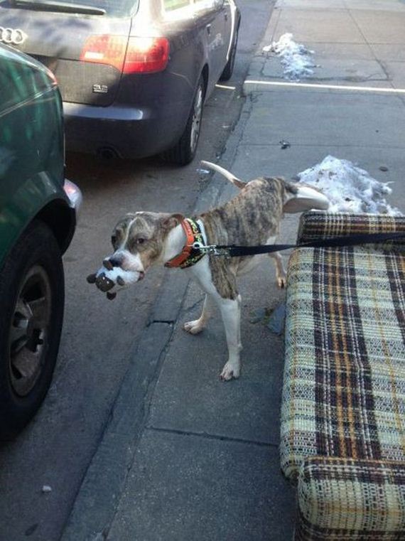 funny-pictures-453