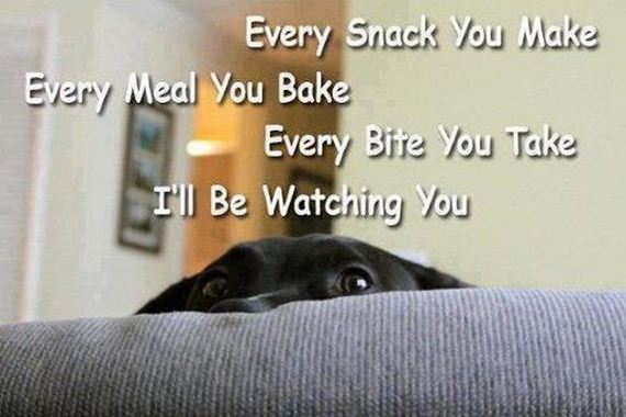 funny-pictures-453