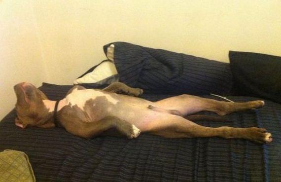 funny-pictures-453