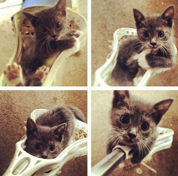 funny-pictures-453