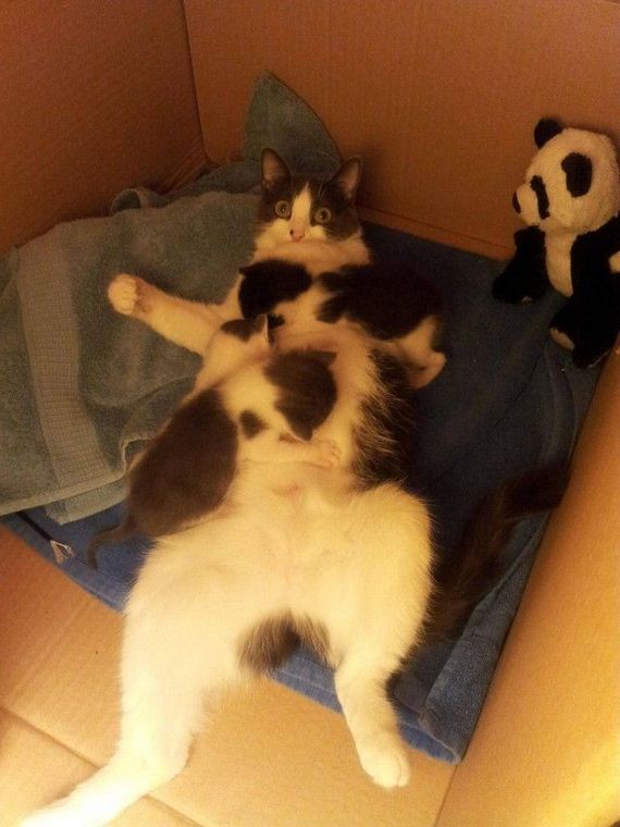 funny-pictures-453