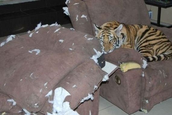 funny-pictures-454