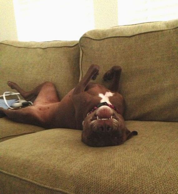 funny-pictures-454