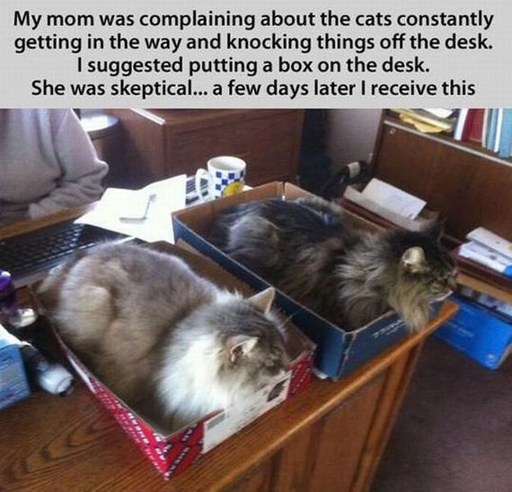 funny-pictures-454