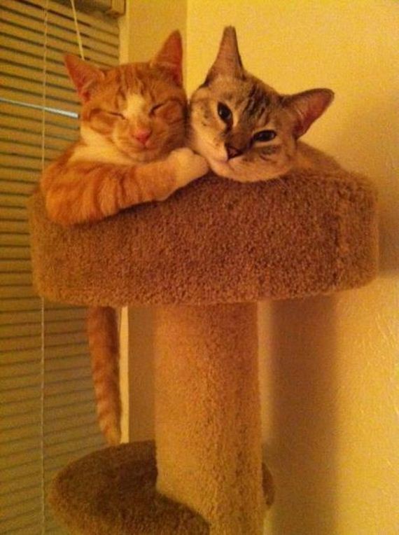 funny-pictures-454