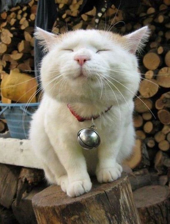 funny-pictures-454