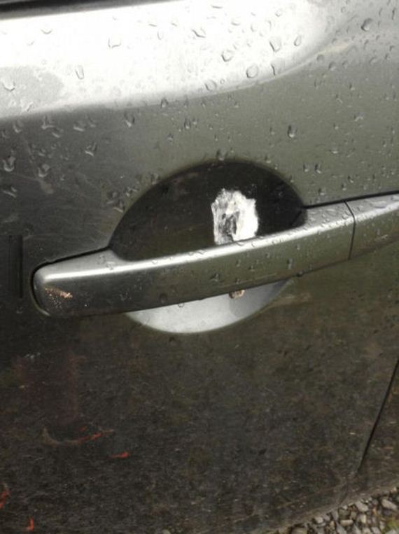funny-pictures-454