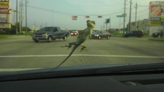 funny-pictures-455