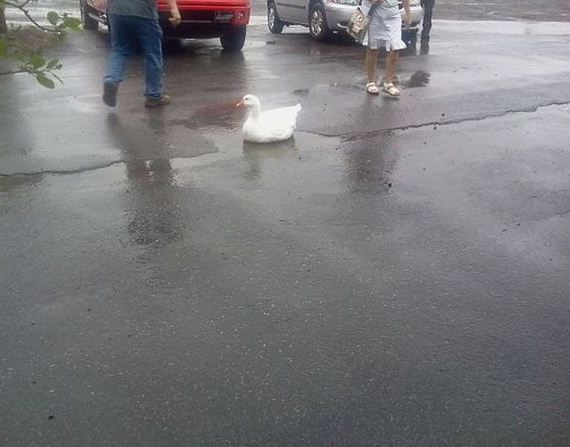 funny-pictures-455