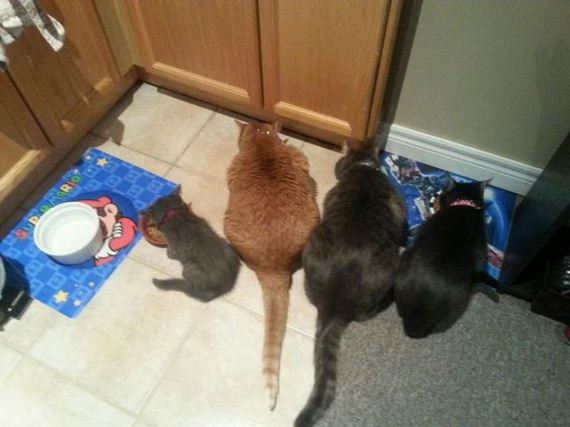 funny-pictures-455